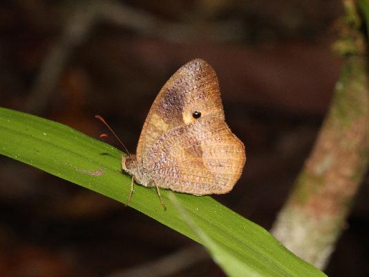 Heteropsis parva male UNS